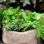 Quelles plantes aromatiques semer ? Les variétés faciles pour débuter