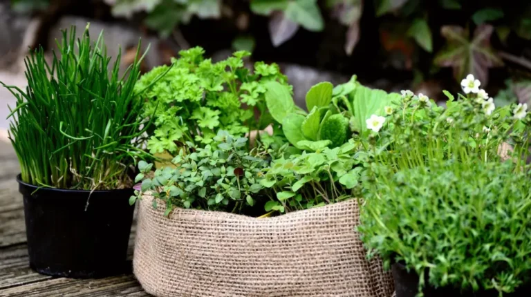 Quelles plantes aromatiques semer ? Les variétés faciles pour débuter