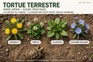 Quelles graines choisir pour nourrir une tortue de terre ? Conseils et précautions
